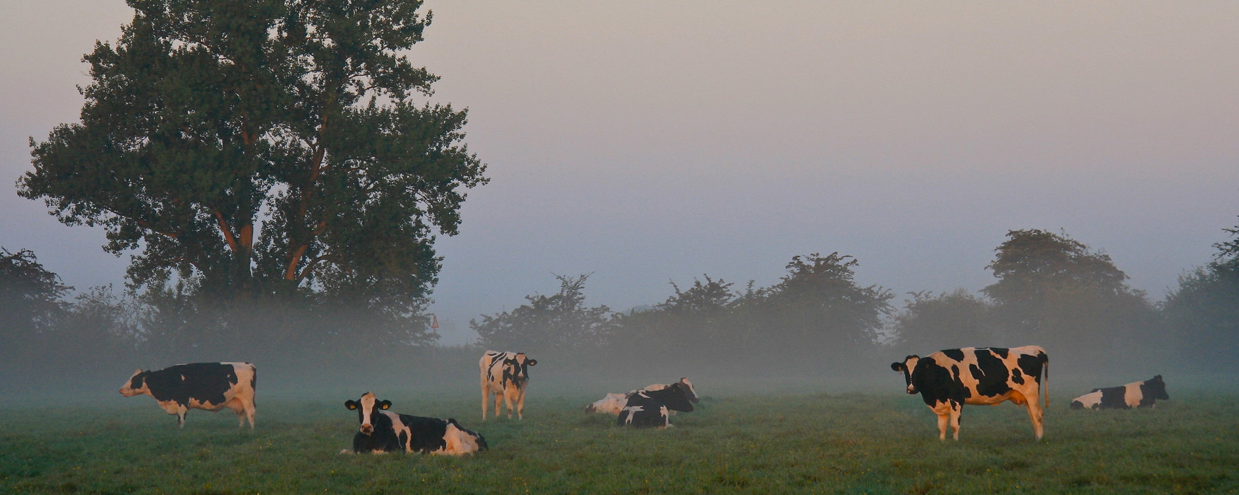 een afbeelding van koeien in de wei