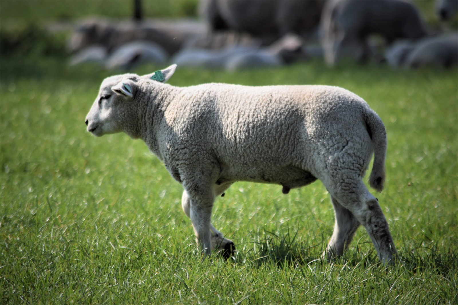 Een afbeelding van een lammetje
