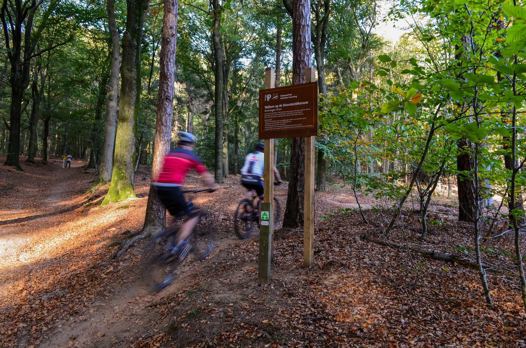 Een afbeelding van mountainbikers in een bos