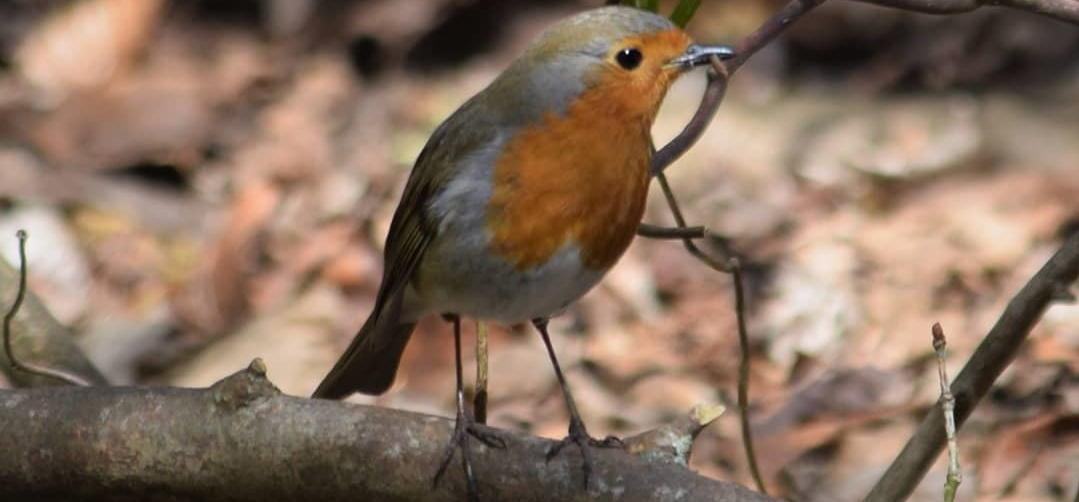 Een afbeelding van een vogel
