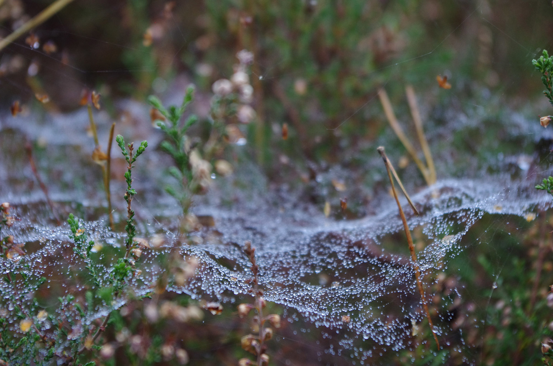 Een afbeelding van een spinnenweb in het bos