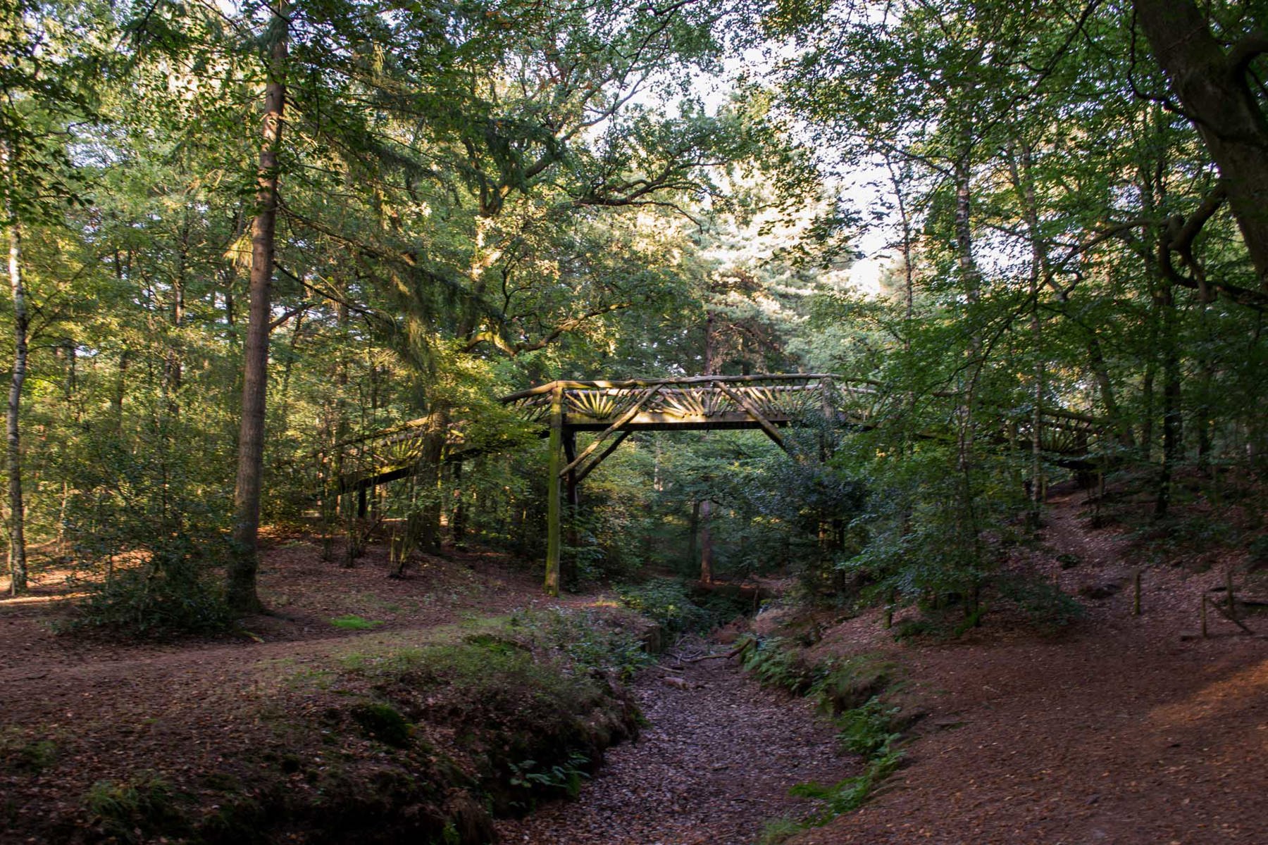 Een afbeelding van een loopbrug in het bos
