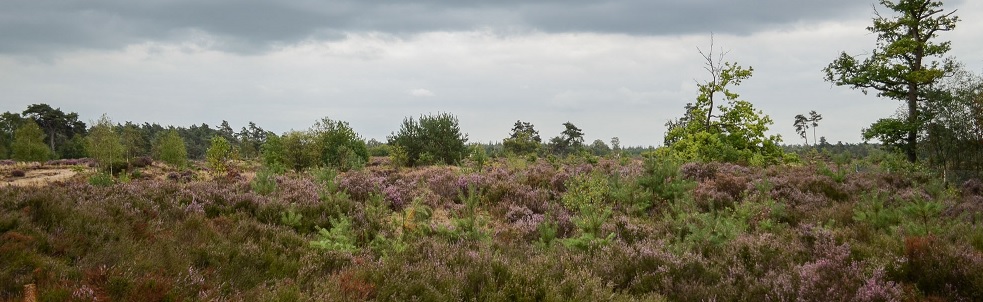 Een afbeelding van heide in de omgeving